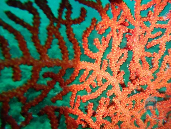 coral duro golfo de mexico